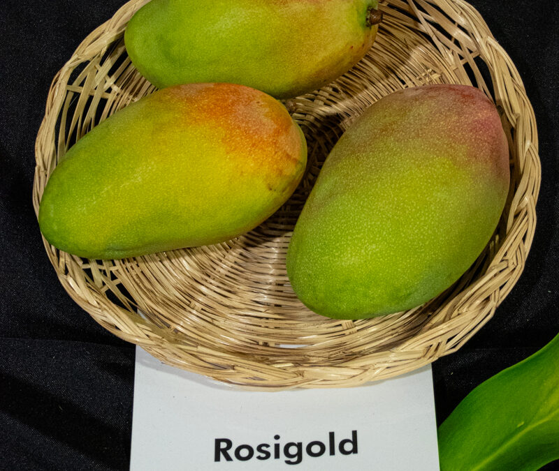 Rosigold