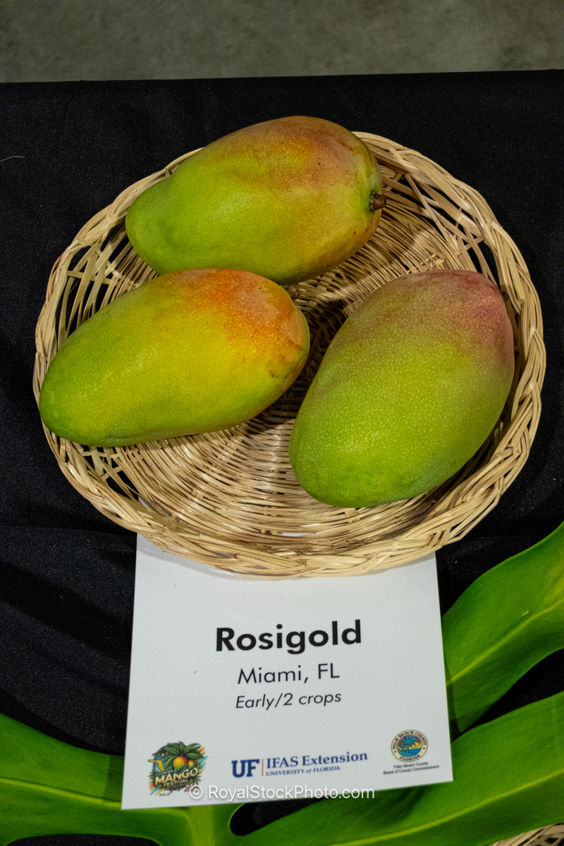 Rosigold mango fruit