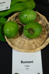 Rumani mango fruit