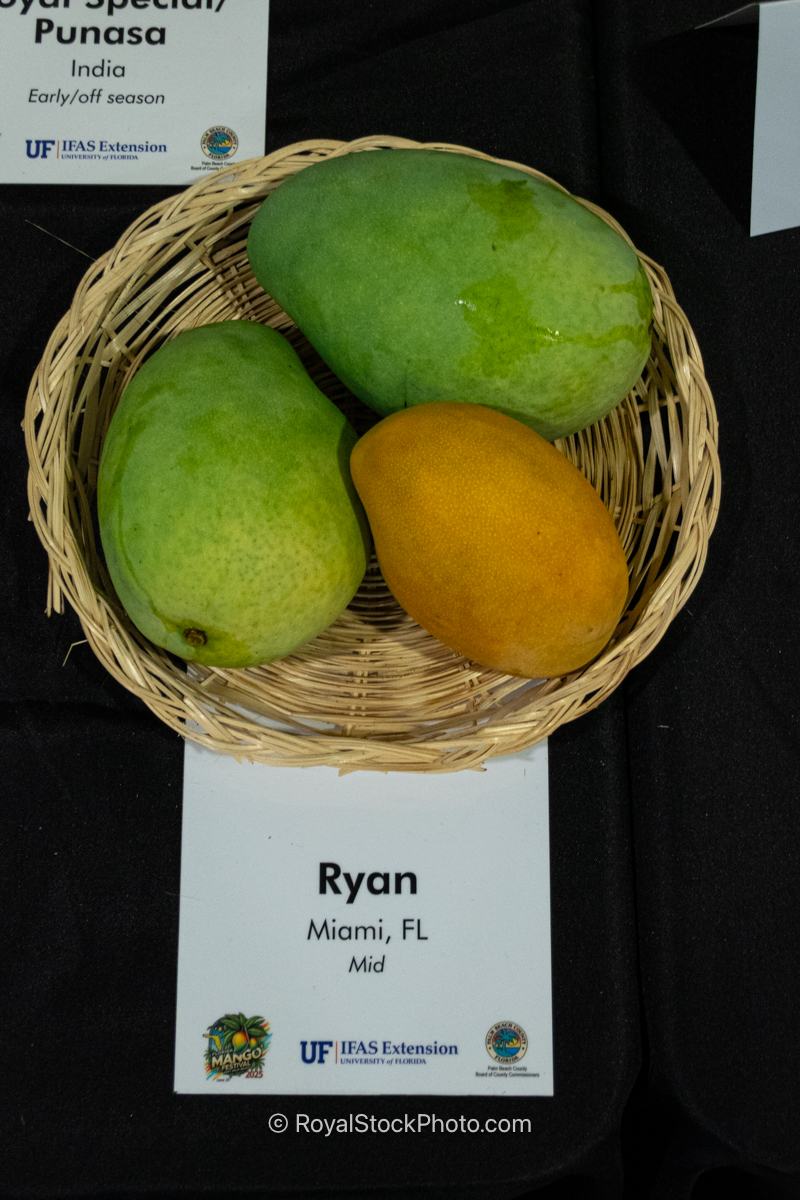 Ryan mango fruit