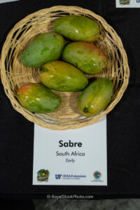Sabre mango fruit