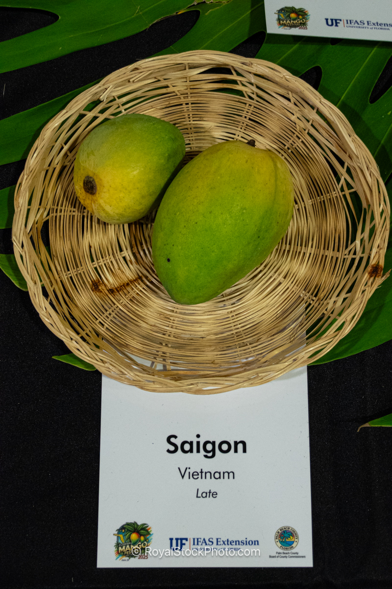 Saigon mango fruit