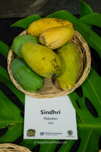 Sindhri mango fruit