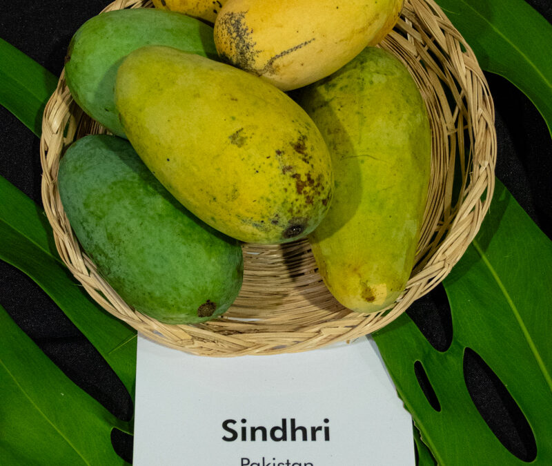Sindhri