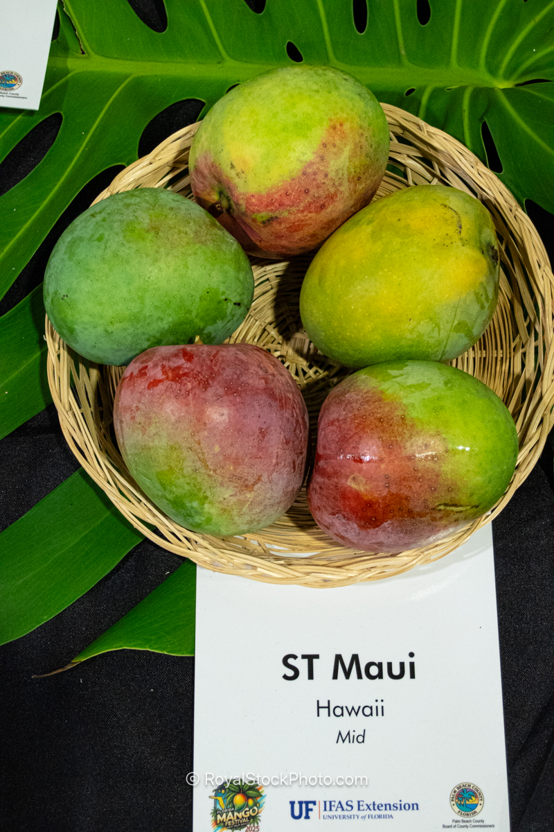 ST Maui mango fruit