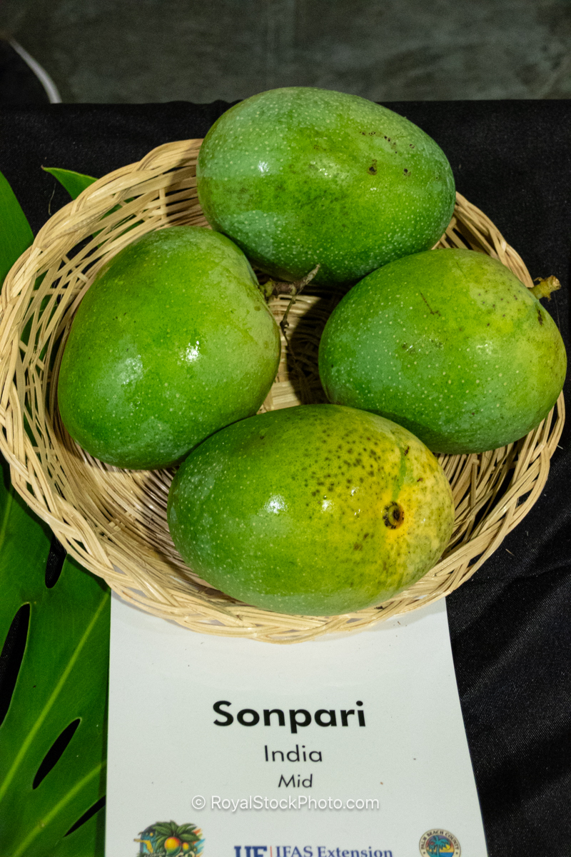 Sonpari mango fruit