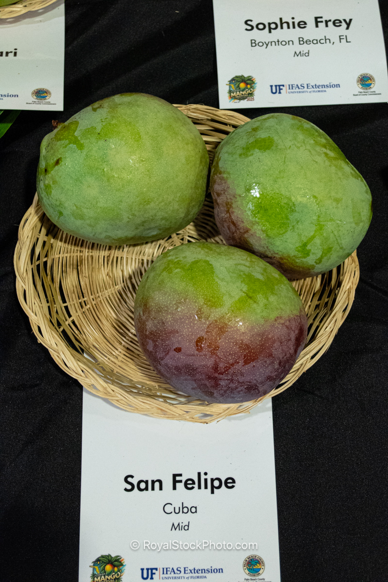 San Felipe mango fruit