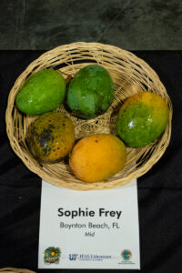 Sophie Frey mango fruit