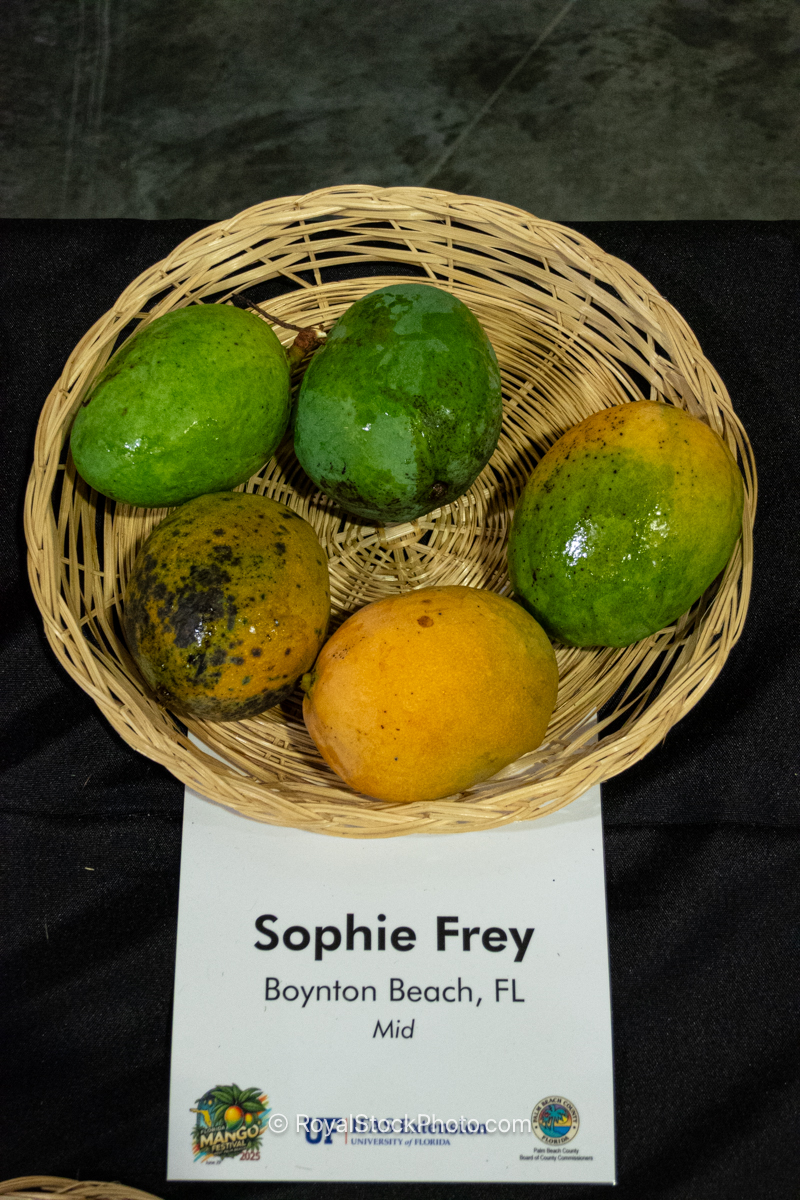 Sophie Frey mango fruit