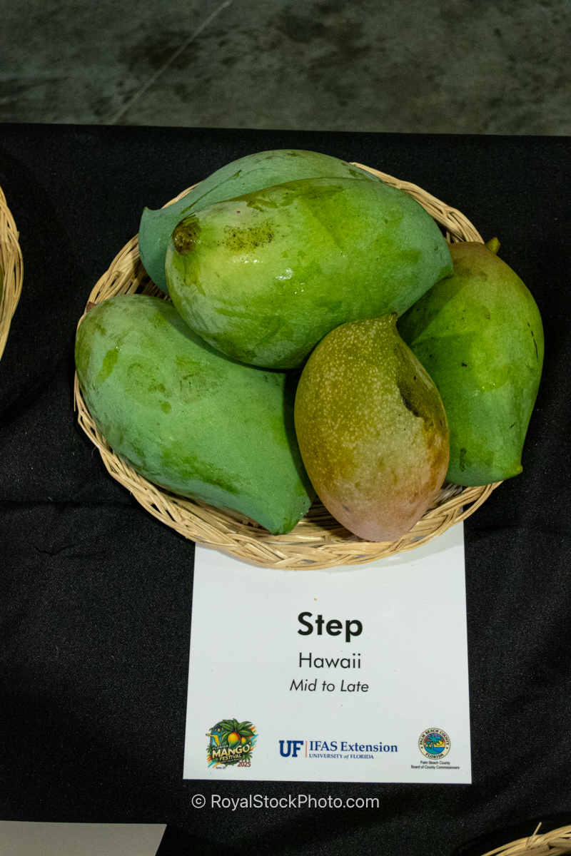 Step mango fruit