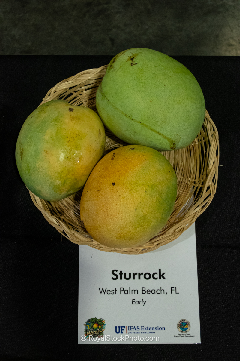 Sturrock mango fruit