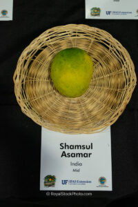 Shamsul Asamar mango fruit
