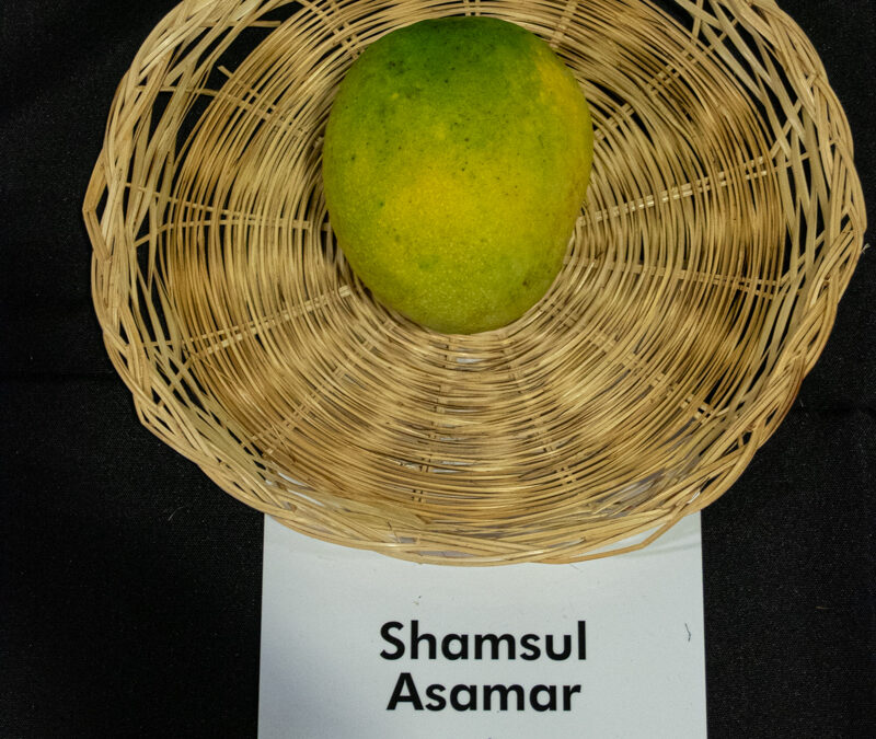Shamsul Asamar