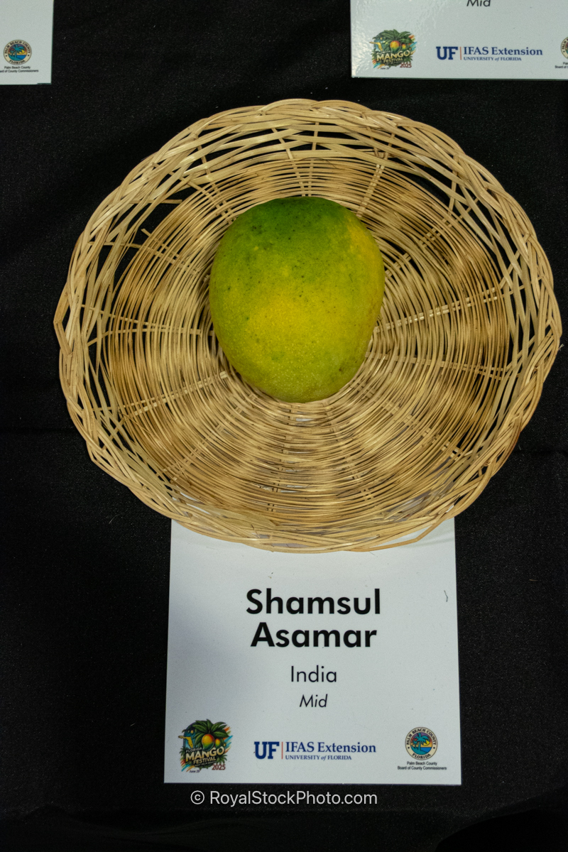 Shamsul Asamar Mango Shamsul Asamar mango fruit