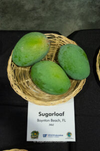 Sugarloaf mango fruit