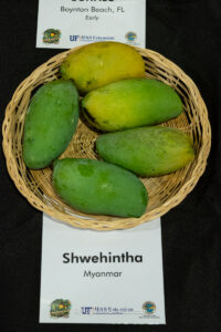 Shwehintha mango fruit