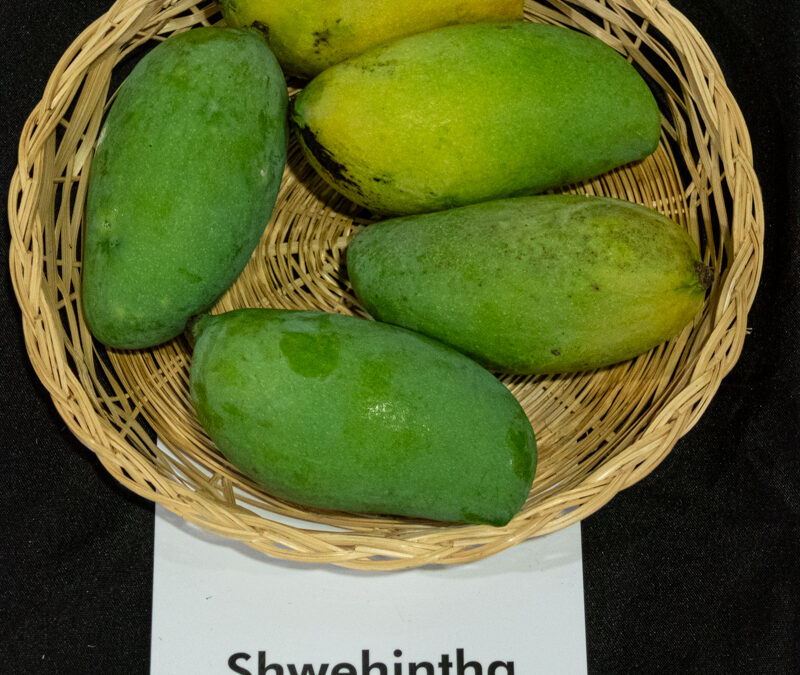 Shwehintha