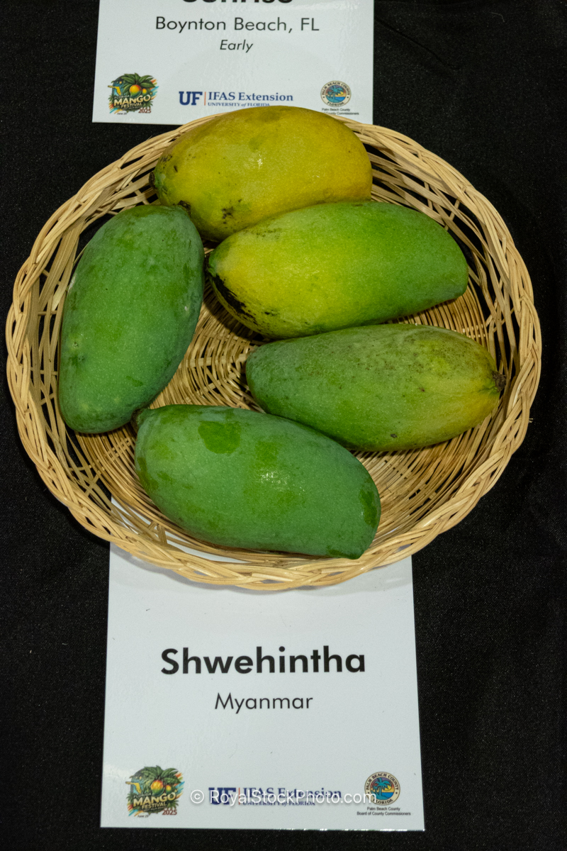 Shwehintha Mango Shwehintha mango fruit