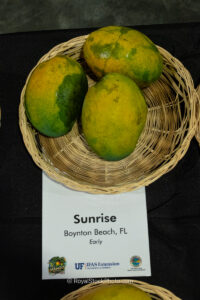 Sunrise mango fruit