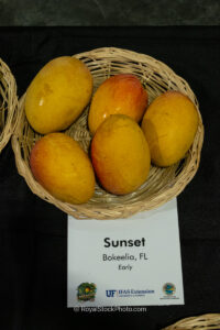 Sunset mango fruit