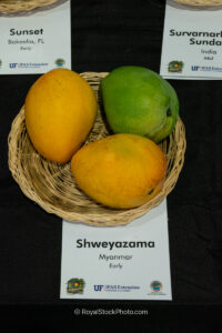 Shweyazama mango fruit