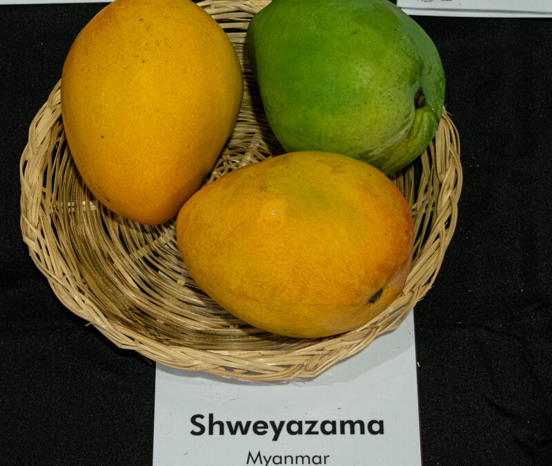 Shwe Ya Za Ma