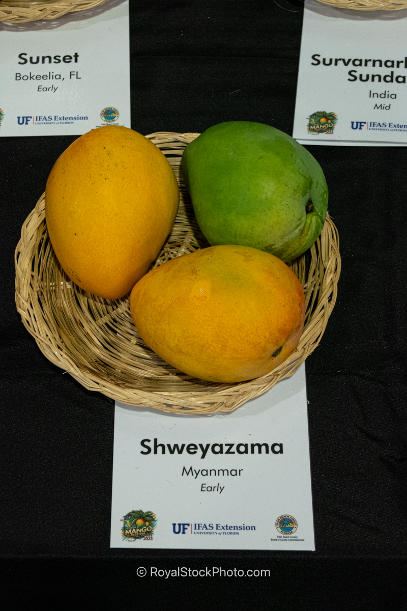 Shweyazama mango fruit