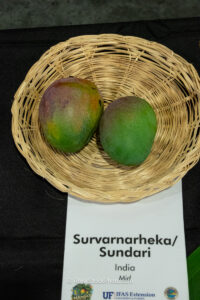 Survarnarheka - Sundari mango fruit