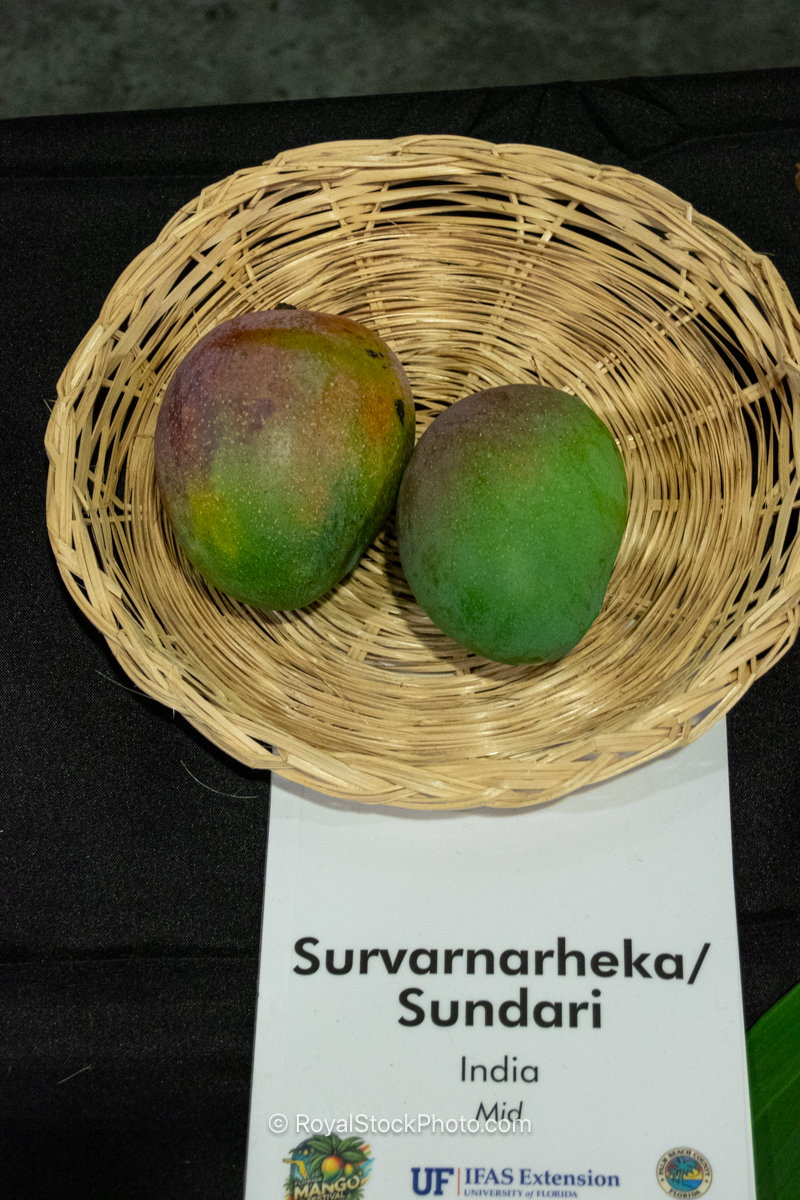 Survarnarheka - Sundari mango fruit