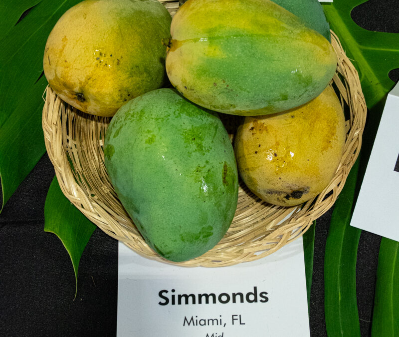 Simmonds