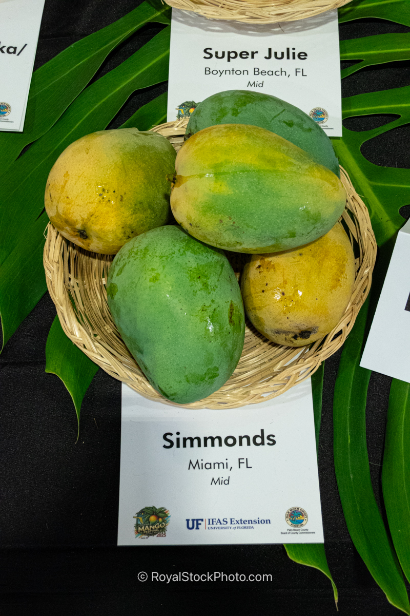 Simmonds mango fruit