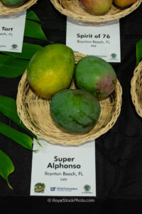 Super Alphonso mango fruit