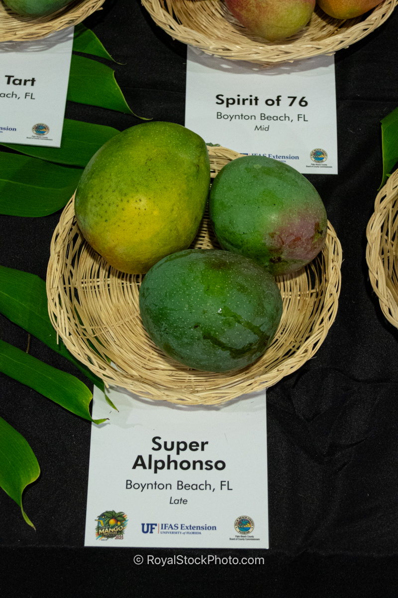 Super Alphonso mango fruit
