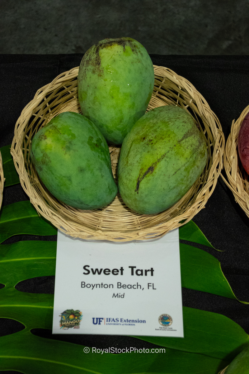 Sweet Tart Mango Sweet Tart mango fruit