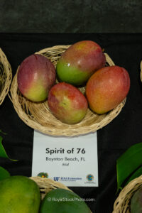 Spirit Of 76 mango fruit
