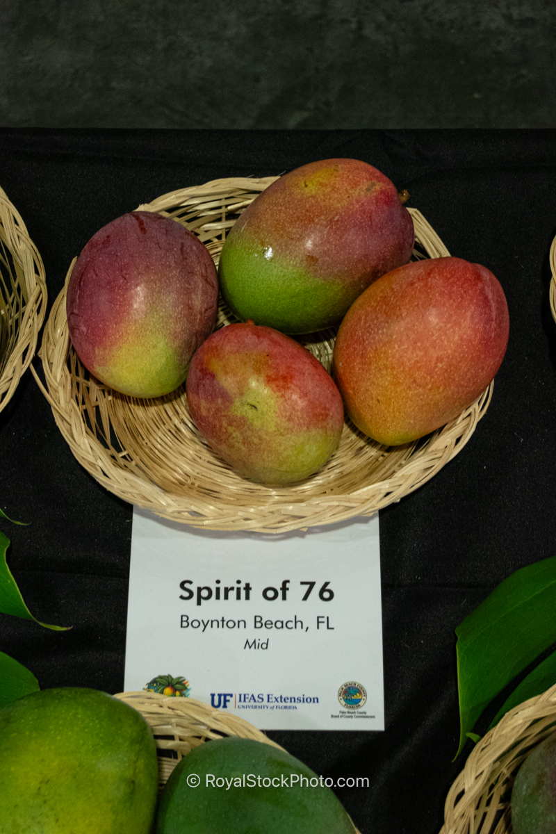 Spirit Of 76 mango fruit