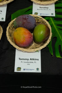 Tommy Atkins mango fruit