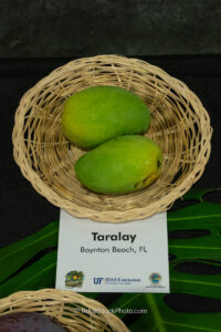 Taralay mango fruit