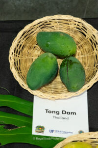 Tong Dam mango fruit