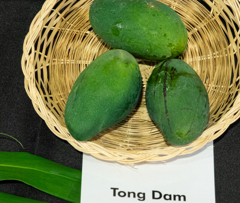 Tong Dam