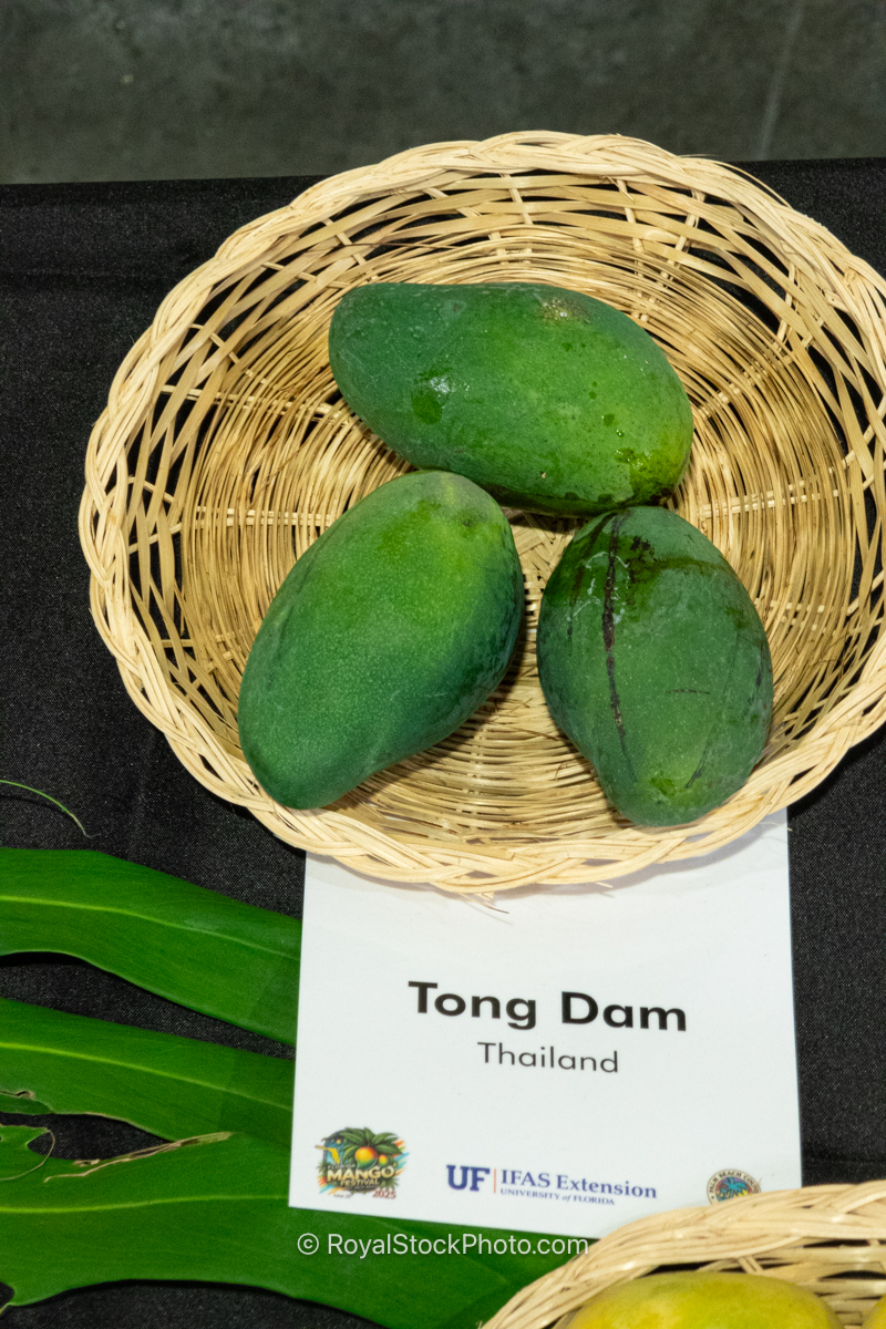 Tong Dam mango fruit