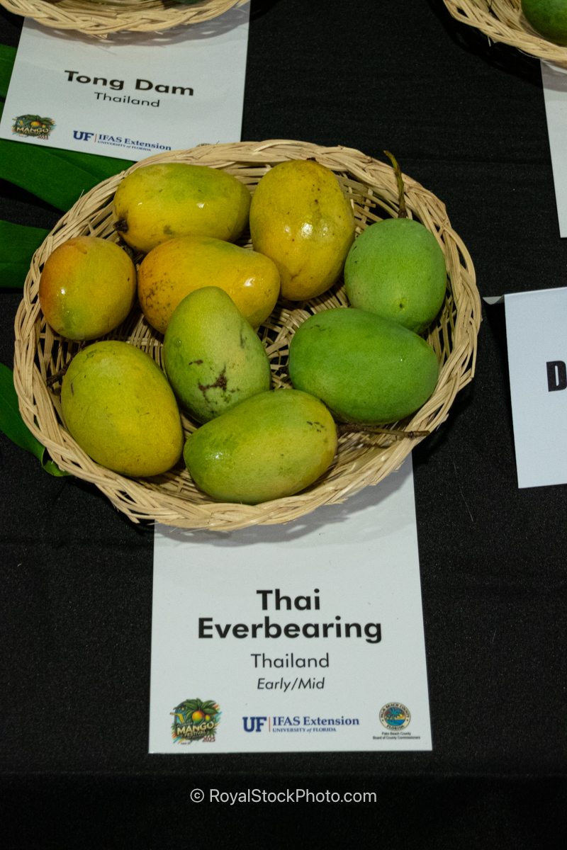 Thai Everbearing mango fruit