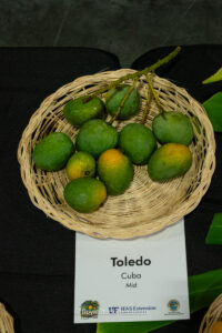Toledo mango fruit