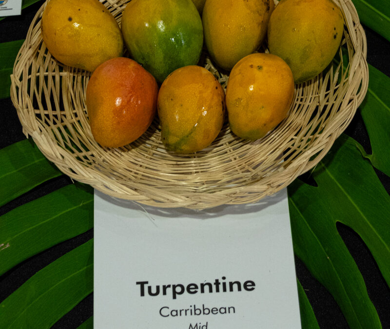 Turpentine