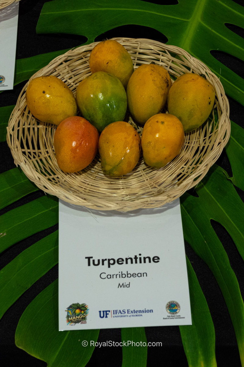 Turpentine mango fruit