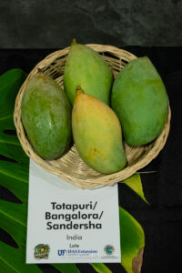 Totapuri - Bangalora - Sandersha mango fruit