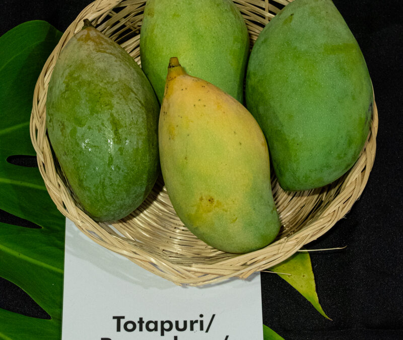 Totapuri