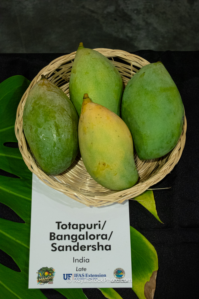 Totapuri - Bangalora - Sandersha mango fruit