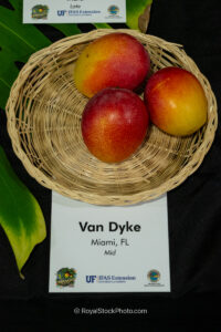 Van Dyke mango fruit