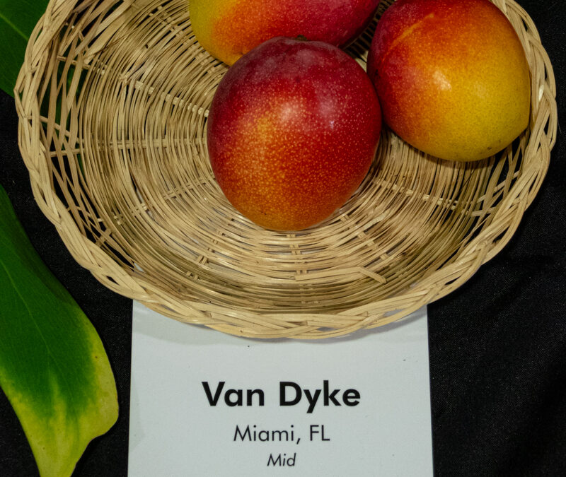 Van Dyke